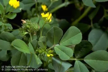 California burclover. (Jack Kelly Clark, UC IPM)