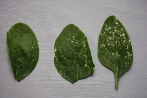 Fine, evenly-distributed pattern of herbicide drift