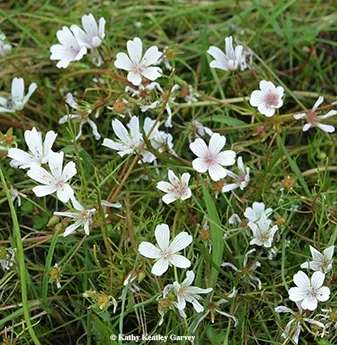 Meadowfoam honey comes from nectar of these flowers, white meadowfoam, Limnanthes alba. It is native to California and Oregon, where it thrives in wet grassy habitat, such as vernal pools. (Photo by Kathy Keatley Garvey)