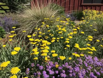 Moonshine yarrow with deer grass in background by Laura Kling