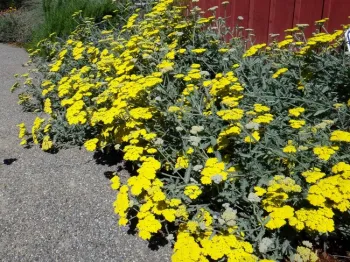 Moonshine yarrow by Brent McGhie