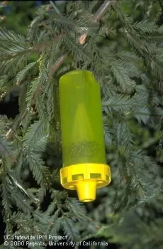 Yellowjacket wasp trap (Credit: Jack Kelly Clark)