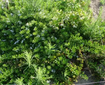 Jasmine overcrowded by myoporum and weeds.