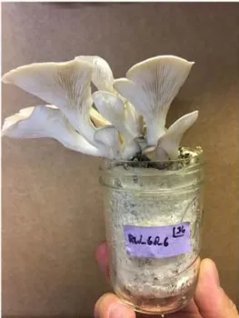 Mushrooms that Trevor Fowles has been growing on the insect frass. 