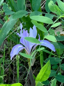 Douglas Iris from Certified California Naturalist Bruce Hartsough.