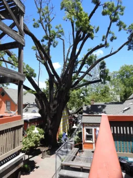 Thousand cankers disease is killing a giant black walnut tree, estimated to be 150 years old, on the 100 block of E Street, Davis. (Photo by Kathy Keatley Garvey)