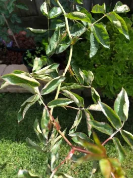 Powdery Mildew on Rose