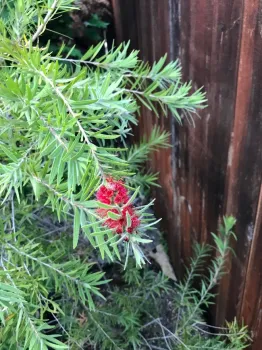 bottlebrush karen metz 2019