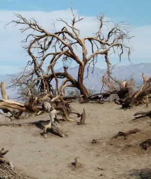 Invasive species threaten California's landscapes and economy.