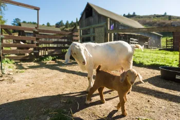 Goats Blossom & kid Apple in front of the Lower Barn