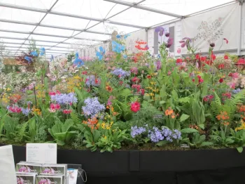 A woodland collection