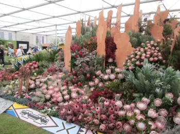 Proteas from South Africa