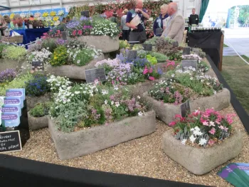 Alpines in classic stone sinks
