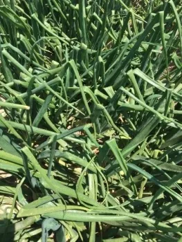 Linuron also had bent leaves