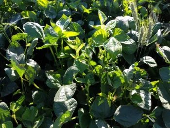 Figure 1. Vigna unguiculata cv. 'Red Ripper' cover crop with some volunteer wheat.