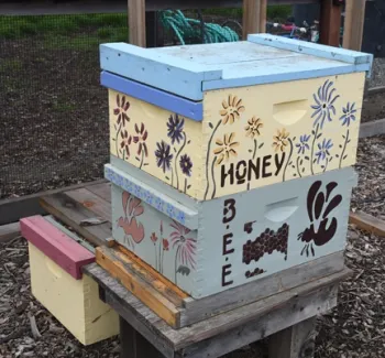 Beekeepers will open the hive at the Häagen-Dazs Honey Bee Haven at 11:45 a.m. every Monday, Wednesday, and Friday. (Photo by Kathy Keatley Garvey)