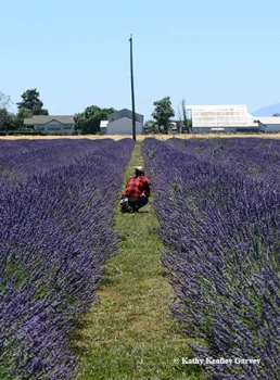 Deep in the fields of lavender. (Photo by Kathy Keatley Garvey)