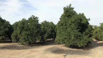 Click image to download video.