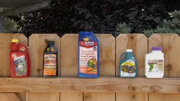 Click image to download video.