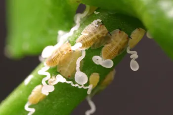 Asian citrus psyllid nymphs excrete distinctive waxy tubules.