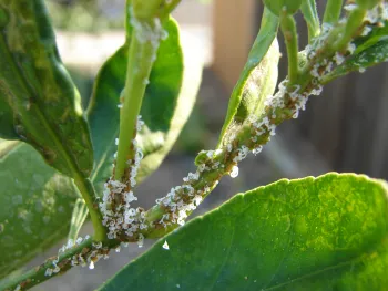 Asian citrus psyllid nymphs