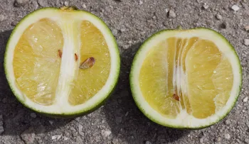 Citrus fruit with asymmetrical segments and brown seeds due to huanglongbing.