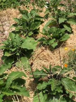 Newly mulched garden bed with green plants and yellow flowers, covered in rice straw.