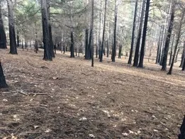 A well-maintained forested area in Paradise that had minimal tree mortality from the Camp Fire.