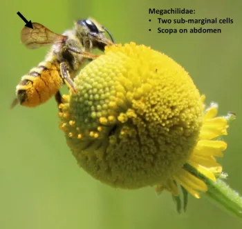 Leafcutter bee wing venation diagram