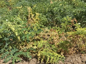 Figure 1. Garbanzo leaf yellowing and necrosis indicative of Fusarium wilt.