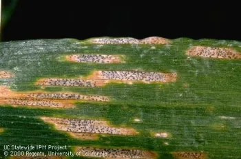 Septoria Leaf Blotch