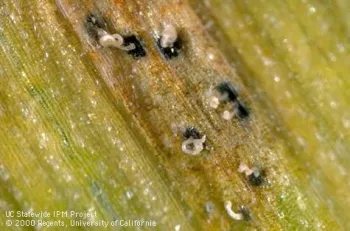 Spore masses exuding from pycnidia of Septoria trtici
