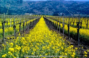 Cover Crop in Vineyard. Photo Credit: University of California.