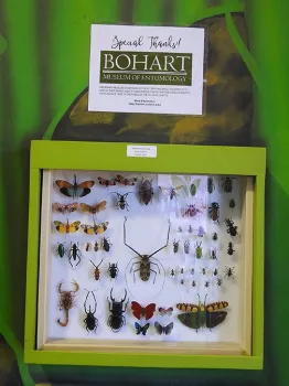 The Bohart Museum of Entomology, UC Davis, loaned scores of specimens to the California State Fair Insect Pavilion. (Photo by Kathy Keatley Garvey)