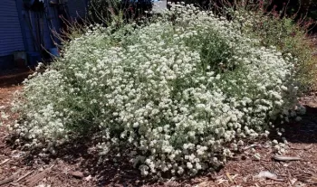 California buckwheat, J. Alosi