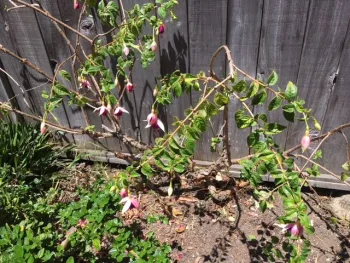 Ceanothus (L) & Fuchsia (R)