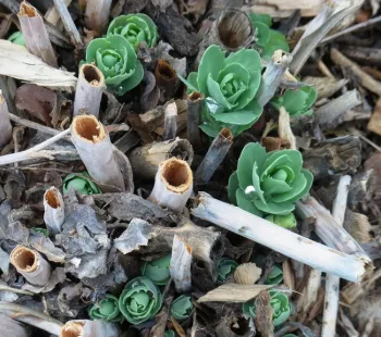 Sedum 'Autumn Joy' showing hollow stems after fall pruning