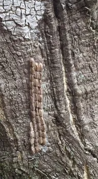 lantern fly eggs mass