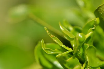 Psyllid nymphs on young flush.