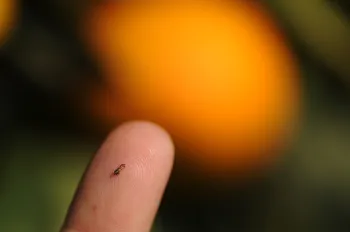 Size of adult psyllid.