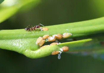 Ant protecting psyllids to farm the sweet honeydew they produce.