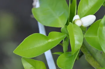 Notching on leaves due to psyllid feeding.