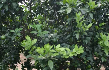 Yellow shoots due to huanglongbing disease.