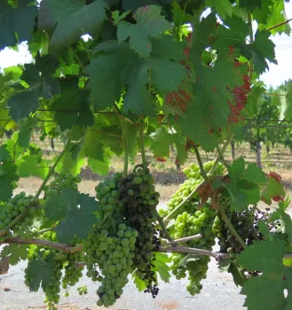 A grapevine with disease-dark spotted berries and scorch striped leaves.