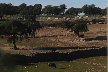 Cork oaks with Iberian hog in Spain by Joseph Connell