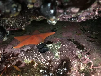 Bat Star Under Water