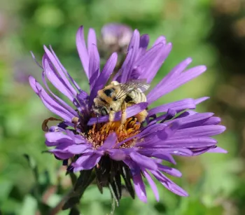 Sunflower bee (Ellen Zagory)