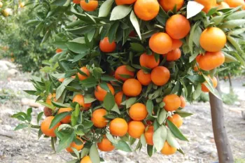 A close-up view of a Mandarin tree laden with bright orange oranges surrounded by green leaves.