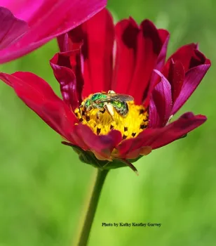 A female green sweat bee, Agapostemon texanus, on cosmos. (Photo by Kathy Keatley Garvey)