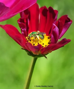 A female green sweat bee, Agapostemon texanus, on cosmos. (Photo by Ksthy Keatley Garvey)